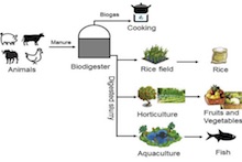 Graphic showing how household digesters provide several products